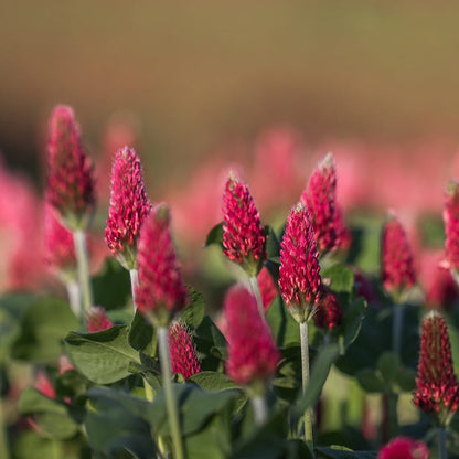 Burgundy Wildflower Seed Mix