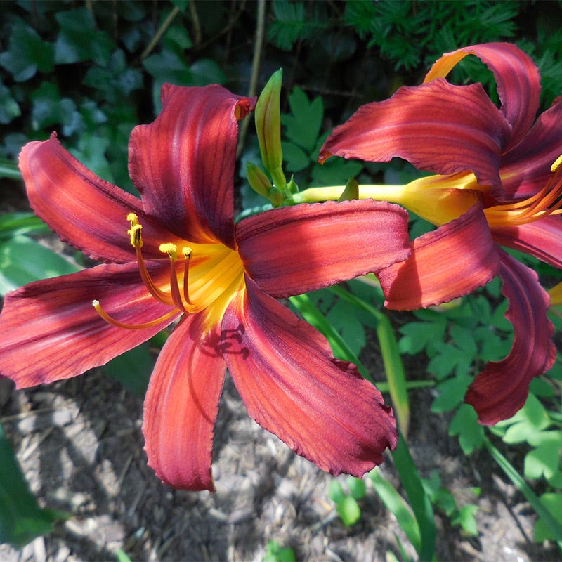 Crimson Pirate Daylily