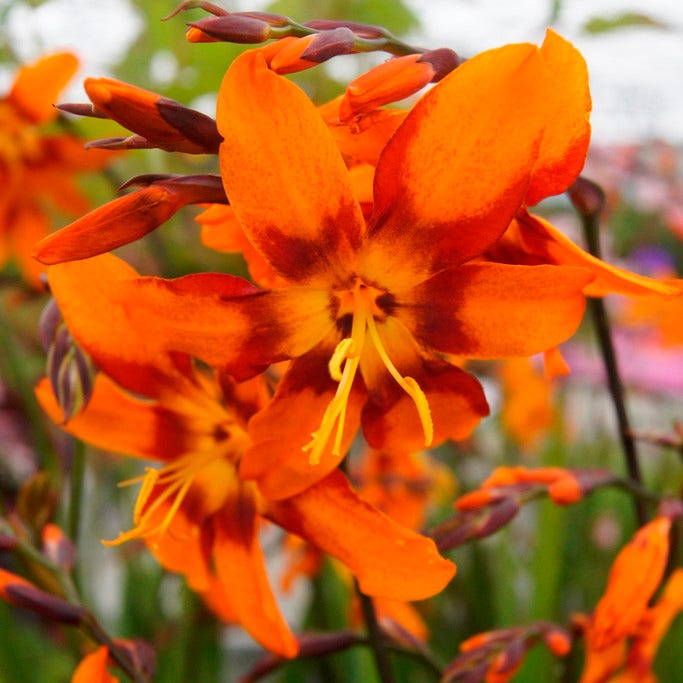 Emily Mckenzie Crocosmia | Montbretia | American Meadows