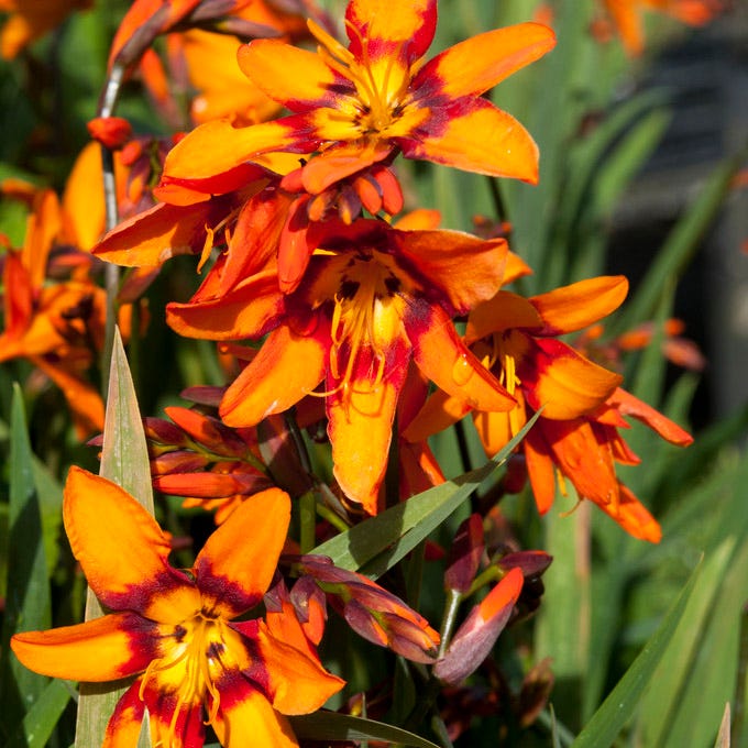 Emily Mckenzie Crocosmia