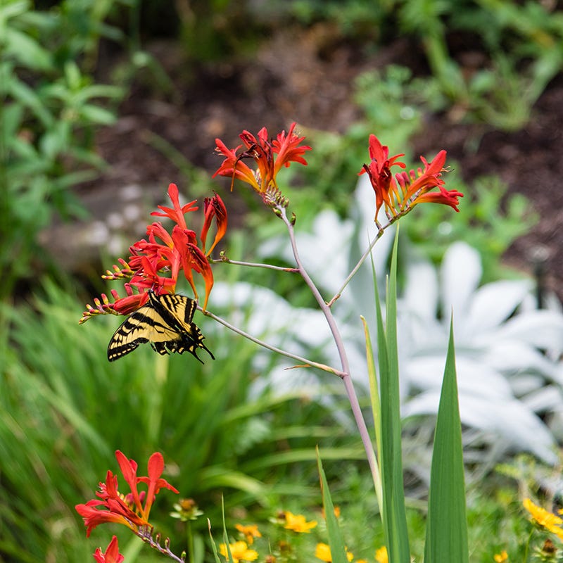Lucifer Crocosmia