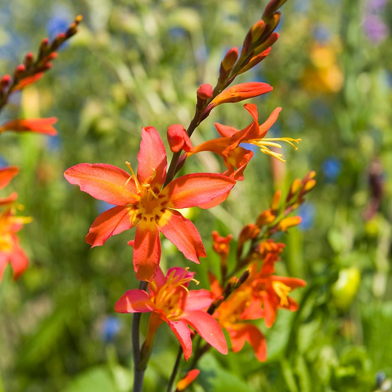 Emily 3点 ジャスミンデザンジュ ホーリーピオニー メディナグロウ Crocosmia 'Emily McKensie'