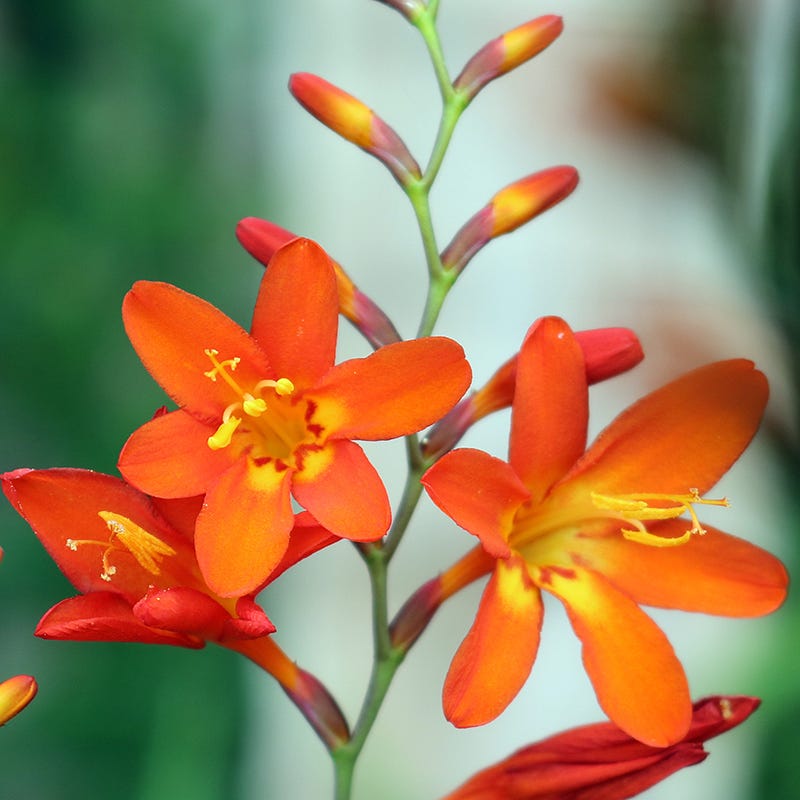 Eva Crocosmia