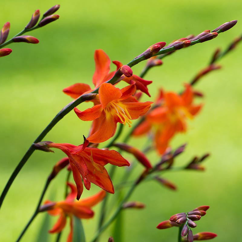 Eva Crocosmia