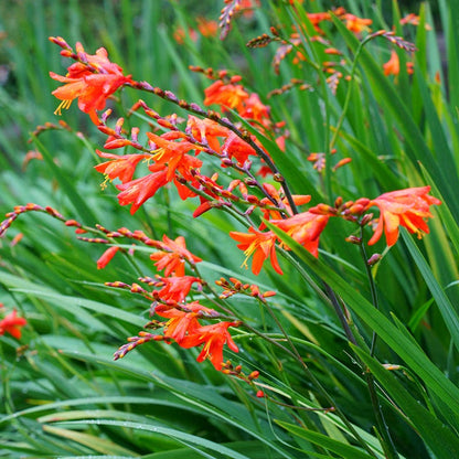 Eva Crocosmia