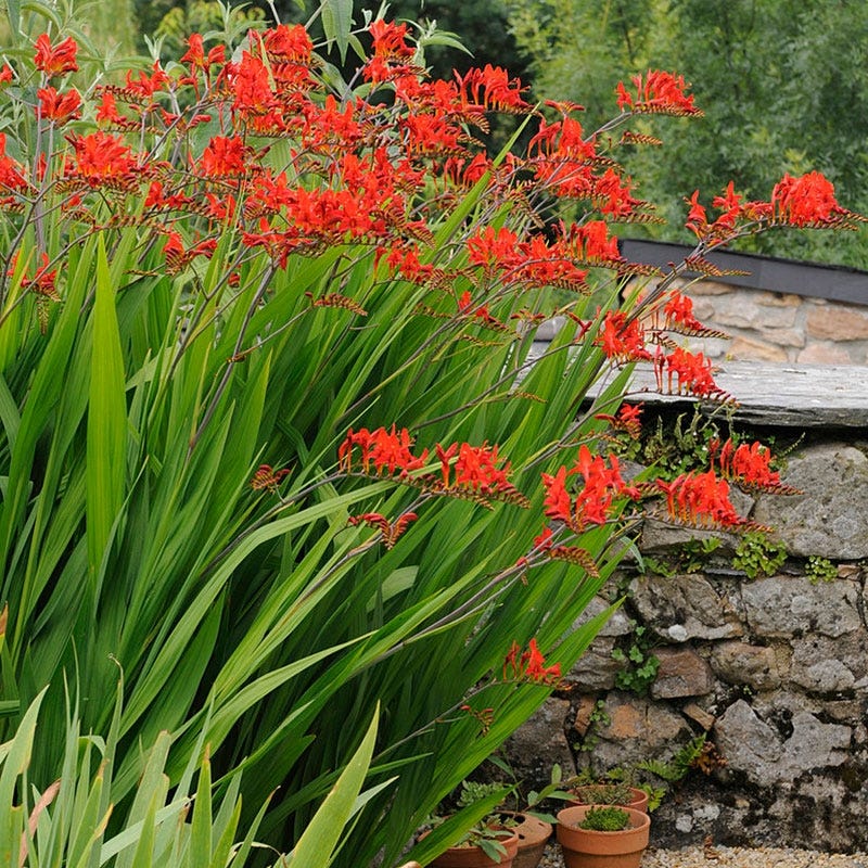 Lucifer Crocosmia