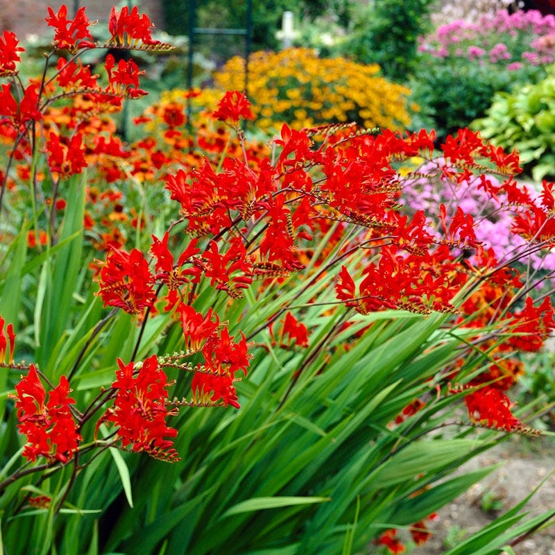 Lucifer Crocosmia | Montbretia | American Meadows