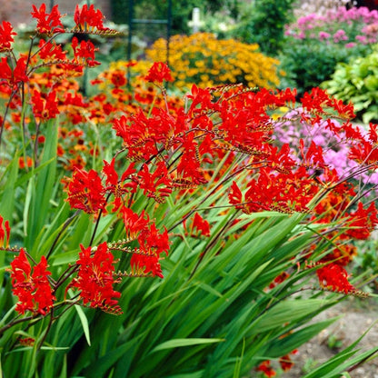 Lucifer Crocosmia