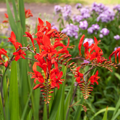 Rustic Bouquet Collection (Mid-Summer Flowers)