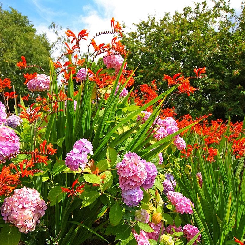 Lucifer Crocosmia