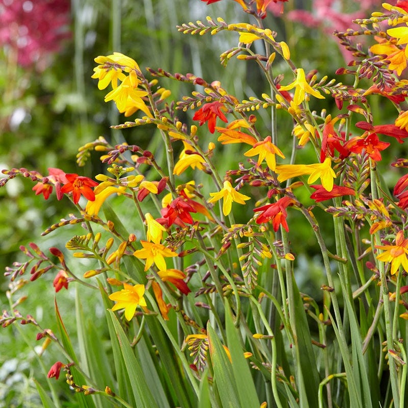 planting crocosmia seeds Crocosmia Mix | Montbretia | Sword Lily