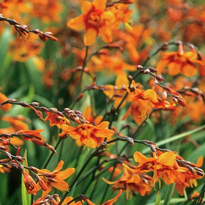 Emily Mckenzie Crocosmia