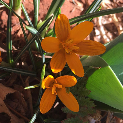 Orange Monarch Snow Crocus