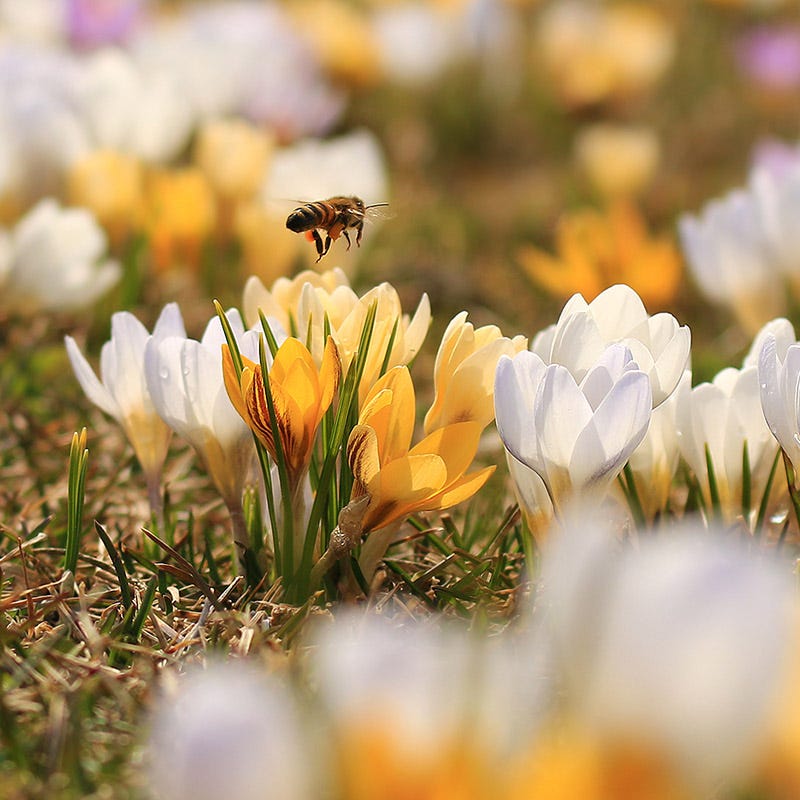 Yellow & White Snow Crocus Mix