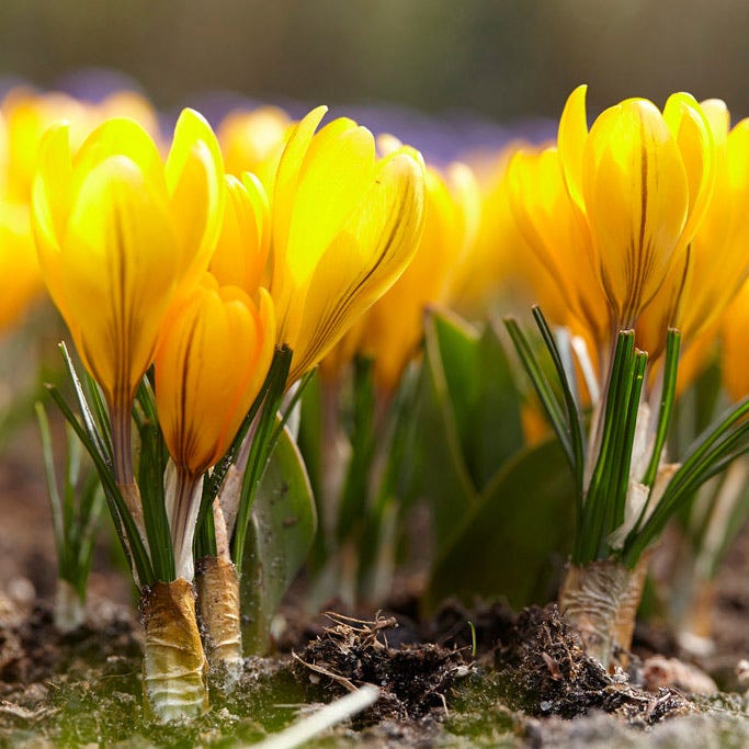 Yellow Mammoth Dutch Crocus