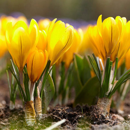Yellow Mammoth Dutch Crocus