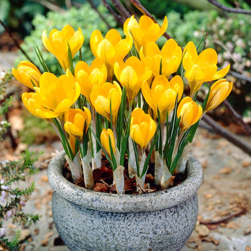 Yellow Mammoth Dutch Crocus