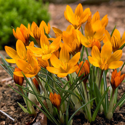 Spring Parade Bulb Collection