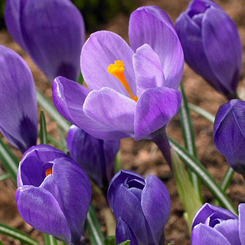 Remembrance Dutch Crocus