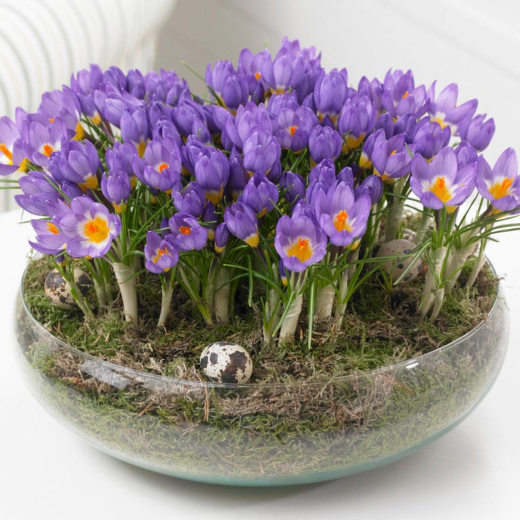 Tricolor Snow Crocus