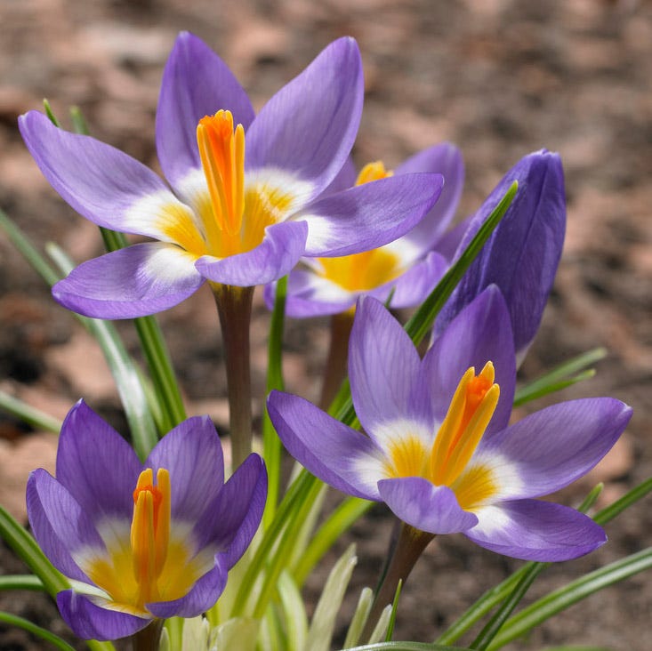 Tricolor Snow Crocus