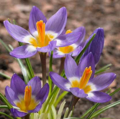 Tricolor Snow Crocus