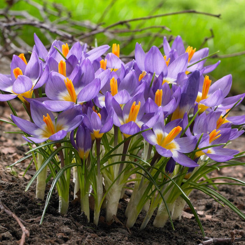Tricolor Snow Crocus