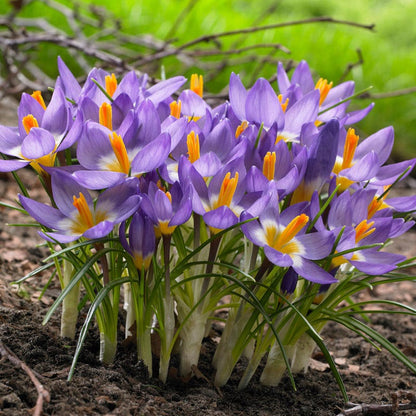 Tricolor Snow Crocus