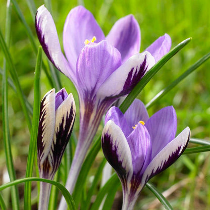 Spring Beauty Snow Crocus