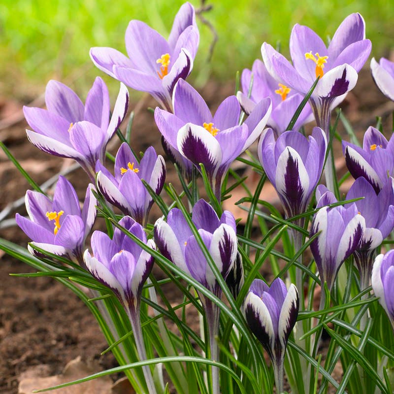 Spring Beauty Snow Crocus