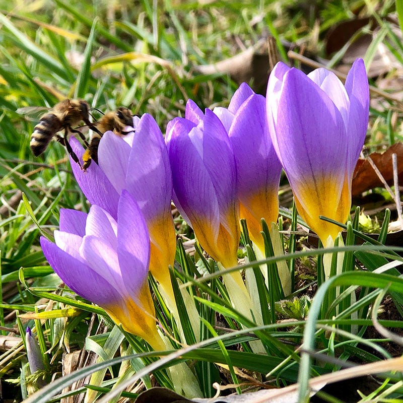 Tricolor Snow Crocus