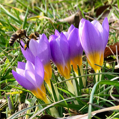 Tricolor Snow Crocus