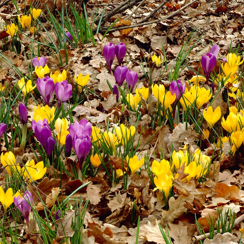 Yellow & Purple Snow Crocus Mix