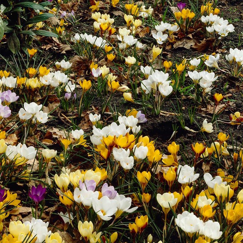 Yellow & White Snow Crocus Mix - Thumbnail 2