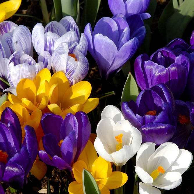 Dutch Crocus Mix