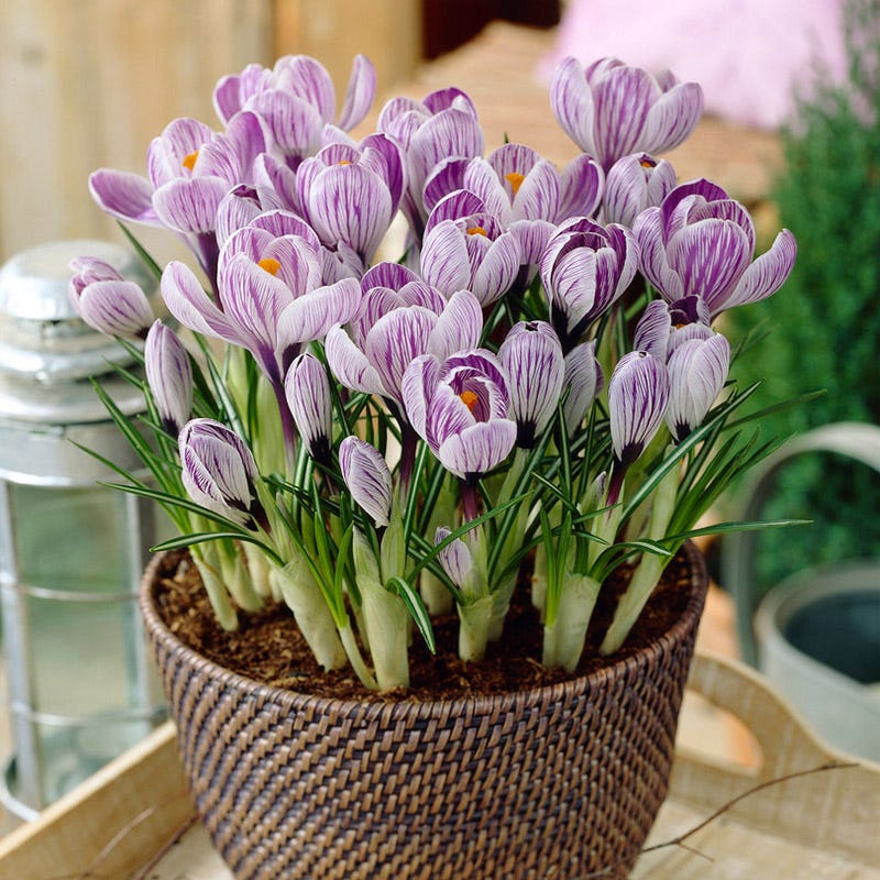 Pickwick Dutch Crocus | American Meadows
