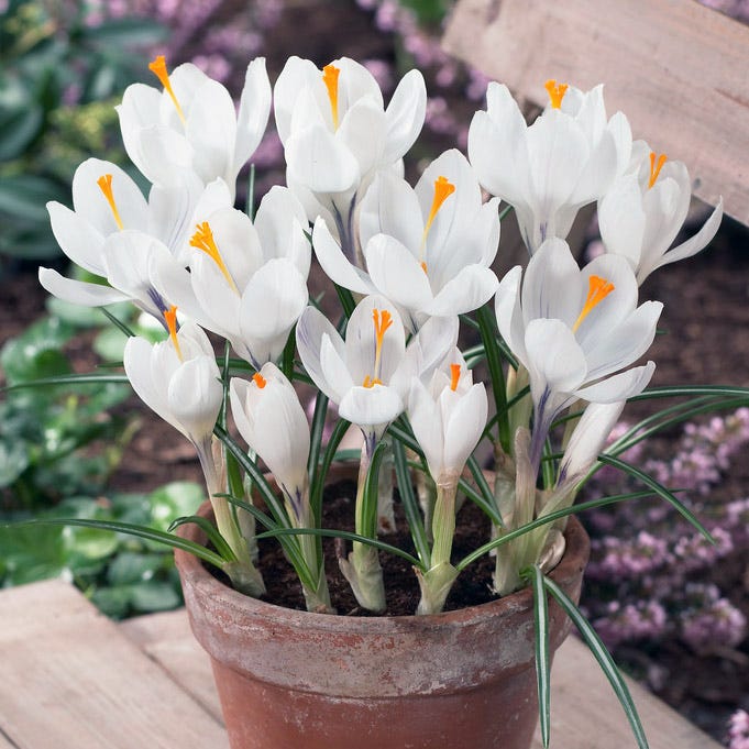 Joan Of Arc Dutch Crocus