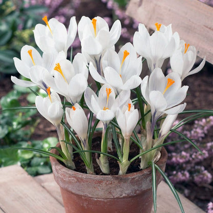 Joan Of Arc Dutch Crocus