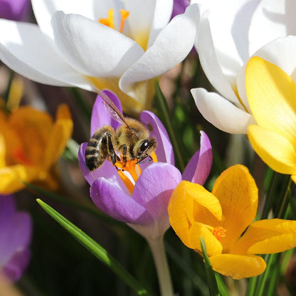 Dutch Crocus Mix