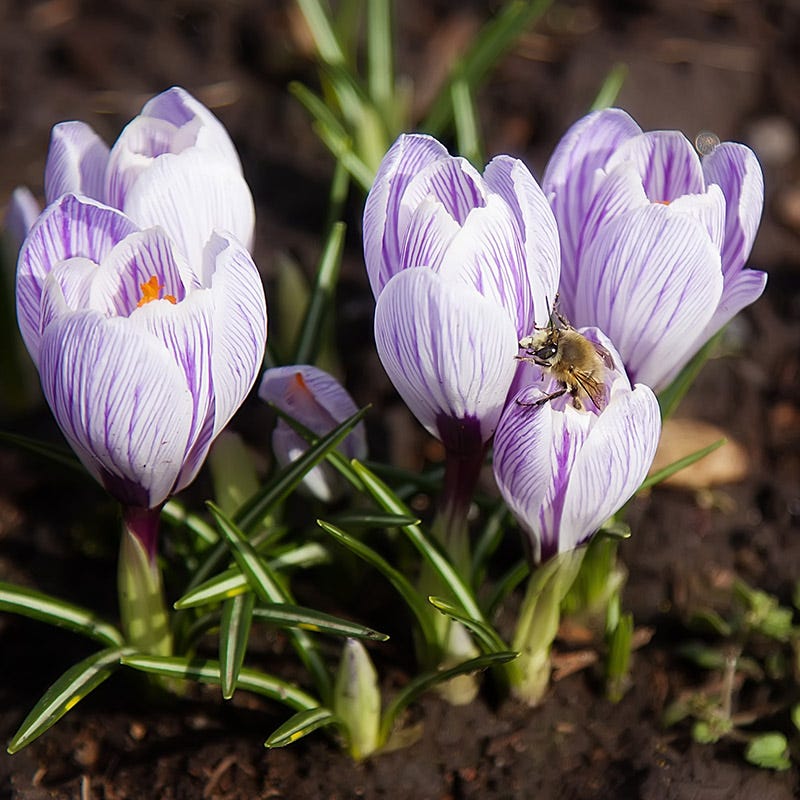 Pickwick Dutch Crocus