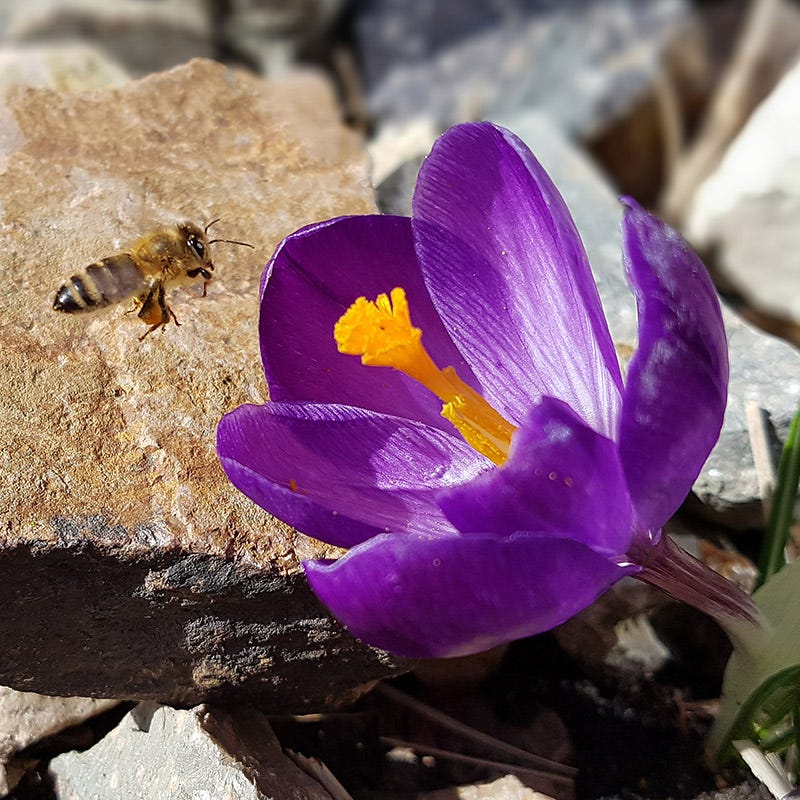 Ruby Giant Snow Crocus, Wild Crocus | American Meadows