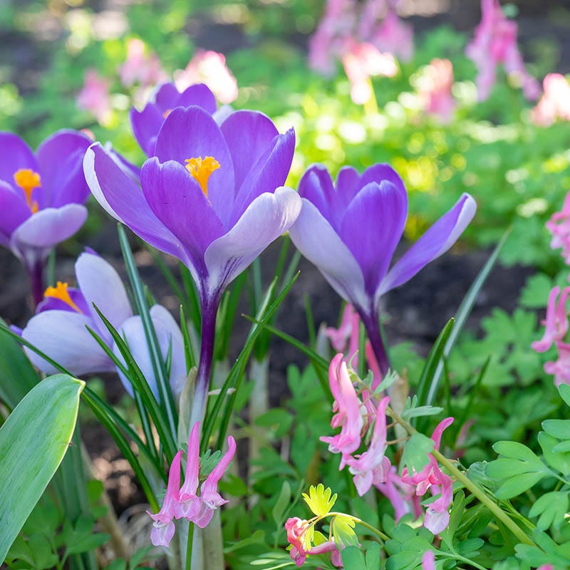 Whale Shark Dutch Crocus | Bold Purple Blooms for Early Spring