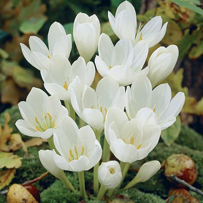 White Fall Flowering Crocus