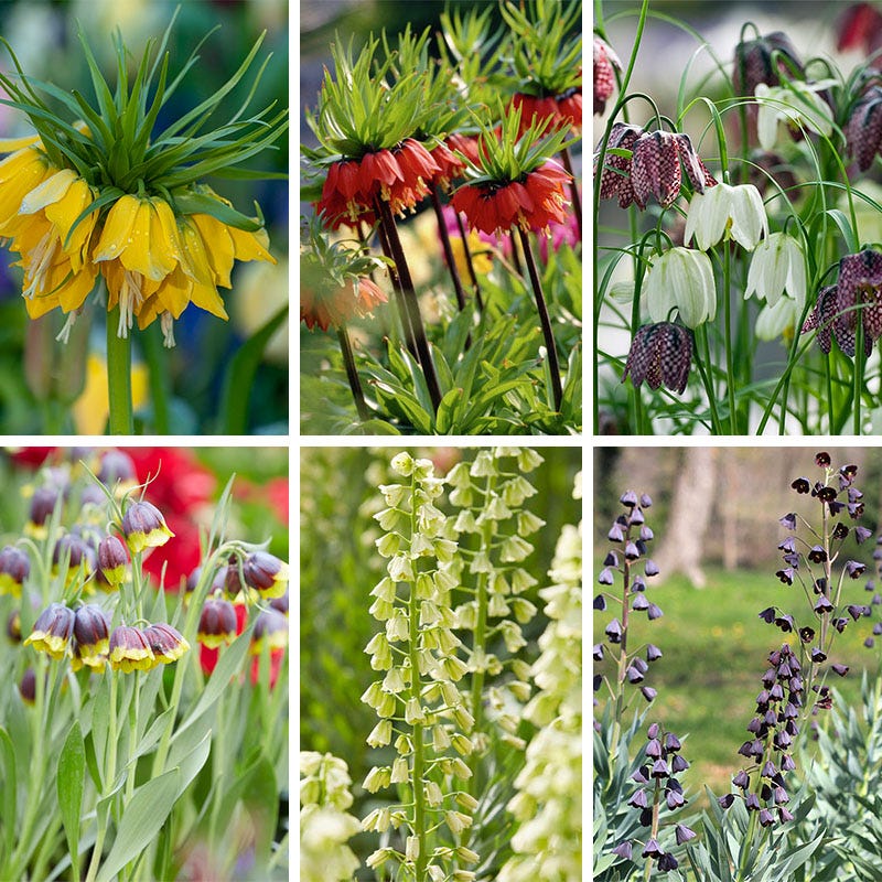 Crown Jewels Fritillaria Bulb Collection