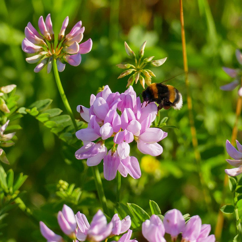 crown flower seeds 1/4 lb Crown Vetch Seeds