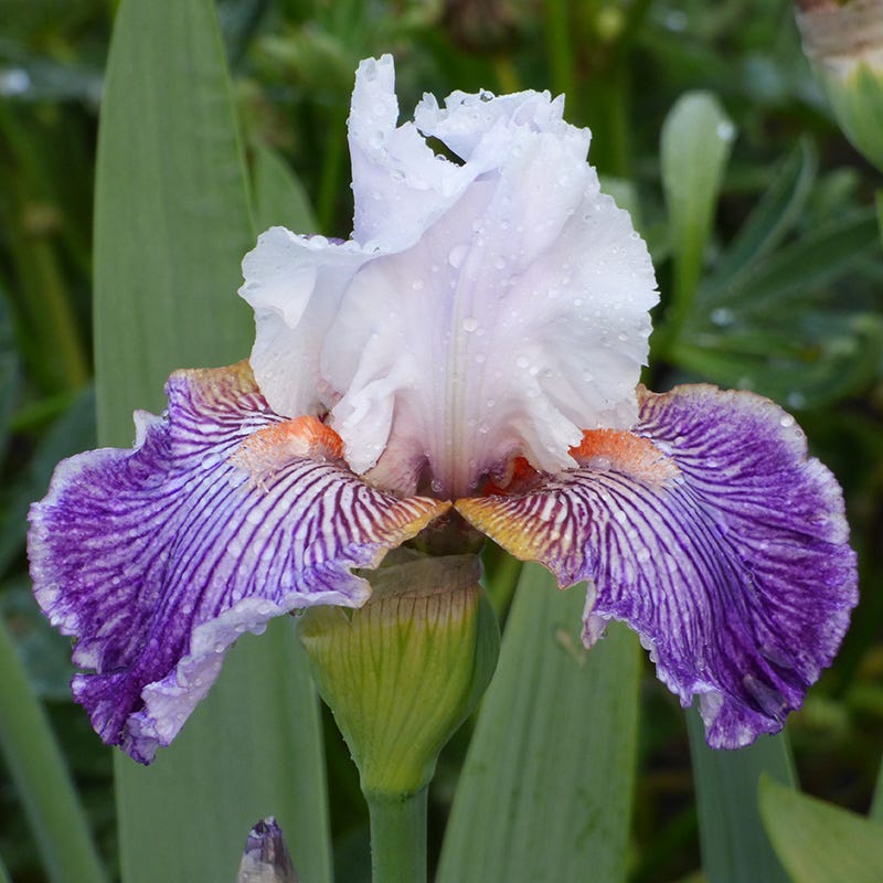 American Meadows Crow's Feet Bearded Iris