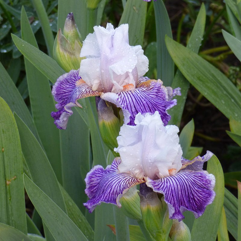 Crow's Feet Bearded Iris
