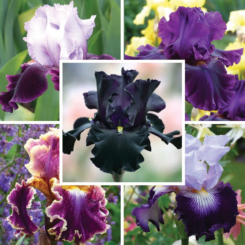 Crystal Ball Bearded Iris Collection