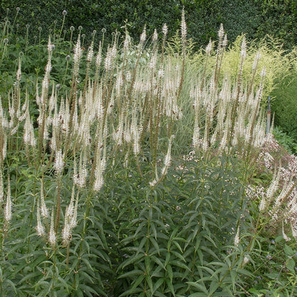 Culver's Root