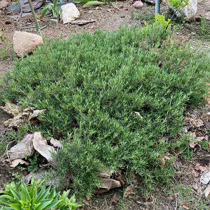 Cumberland Rosemary